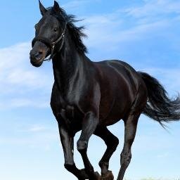 RebelxxQueen's profile picture. Aspiring writer, dog owner, former horse owner, fan of Arrow, NCIS LA, H50, NCIS, Once Upon A Time and Psych, favs include Stephen Amell and Chris O'Donnell