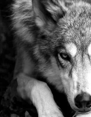 wolf7even's profile picture. Father and Believer