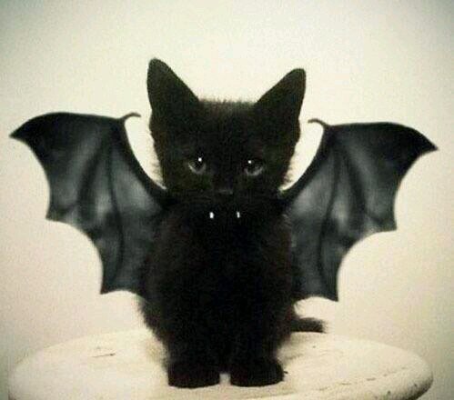 SienkiewiczTs's profile picture. engaged, love movies, books, dolphins, exotic birds, anything paranormal. I also have a strong interest in criminal justice, forensics, and criminal psychology.