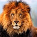 Carlo Leone - @amolc965 - Twitter