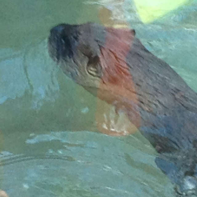 laustinlayman7's profile picture. Follower of Christ and future animator in the flesh :)