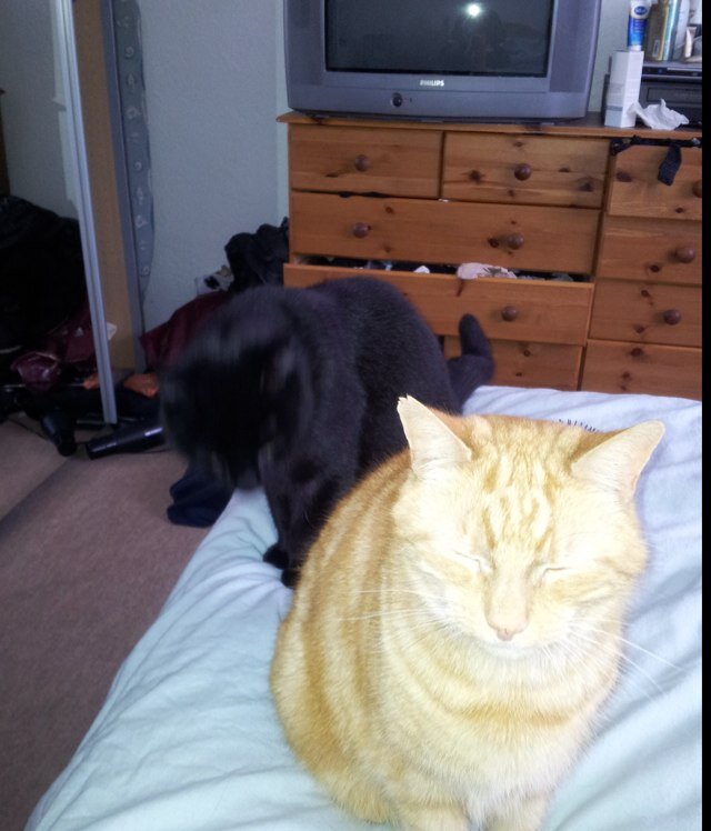 wibberdirt's profile picture. its tough at the top but i try ,i am also not a vegan