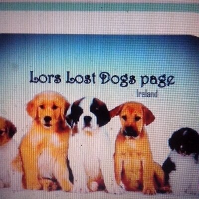 Lors lost dogs cheap