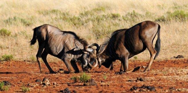 crosswildebeest's profile picture. 