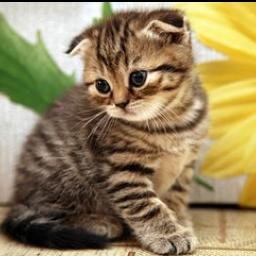 Grace_X_Ho's profile picture. RN, mom of twins, rescue cats and dog mom, reading enthusiast. 👩‍⚕️🐱🐶📚