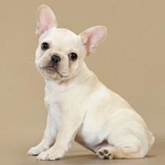 ¿Estás en contra del maltrato y abandono animal? ¿Te consideras amante de los animales? Este es tu twitter. Respetamos y cuidamos a los animles #StopAnimal
