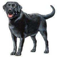 Black Lab (@black_lab_tu) 's Twitter Profile Photo