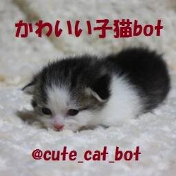 かわいい子猫の写真をお届けします ฅ(●´ω｀●)ฅ