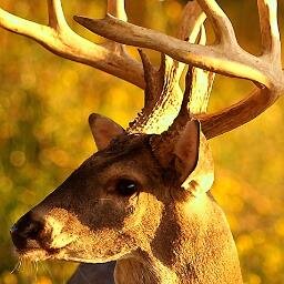hunting, shooting, outdoors, cooking, camping