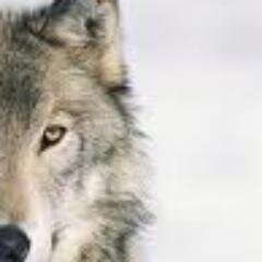 somecissy's profile picture. '-'