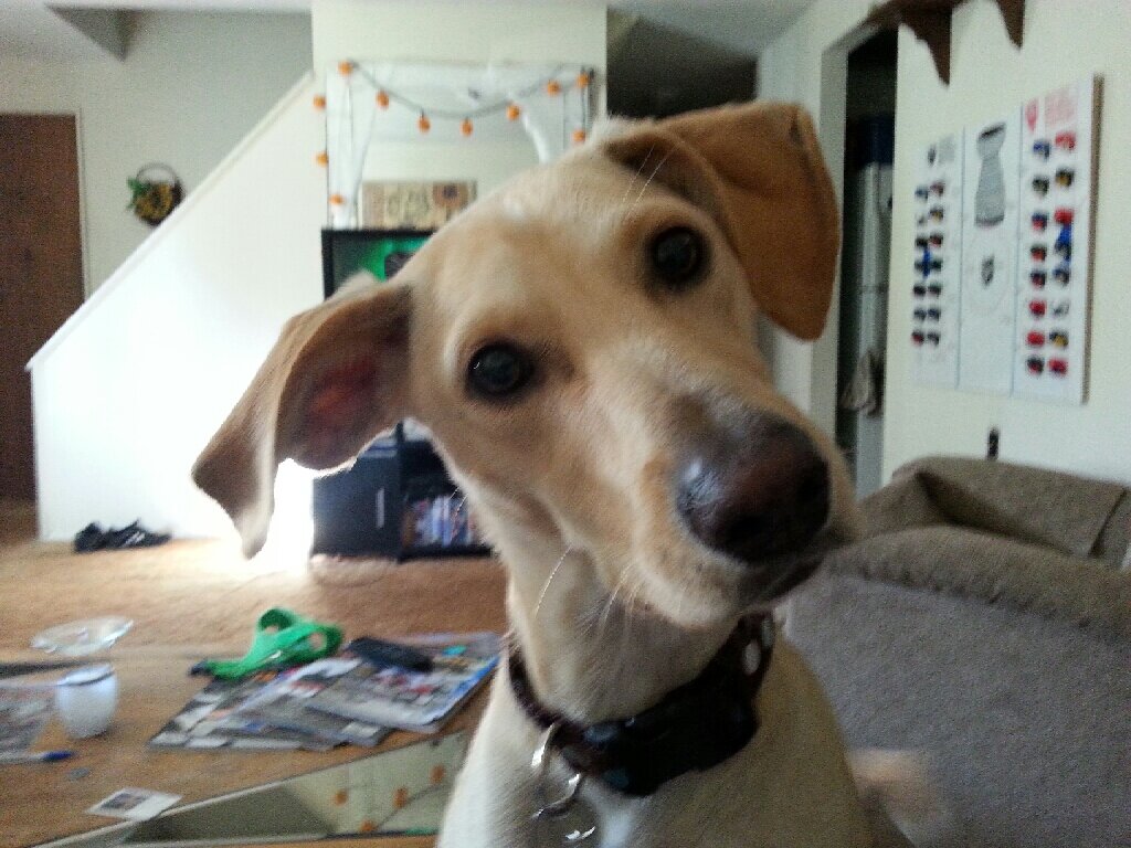 dog