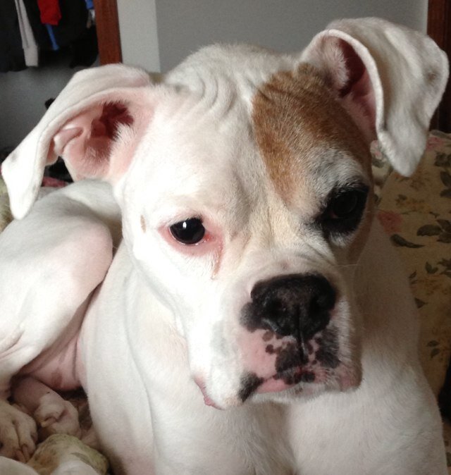 wsheridan01's profile picture. Retired, Widower. Avid video player,  One of the oldies who plays Battle Royale with all the kids.  Love my doggies 💖, daughter and two grandchildren