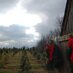 Barker's Tree Farm (@barkerstreefarm) Twitter profile photo
