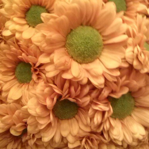 Ja, ich spreche mit Blumen! ;-)