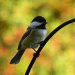 Machickadees's profile picture. McGill MacDonald Campus students studied the winter adaptations of the Black-capped Chickadee at the Morgan Arboretum on the island of Montréal, QC.