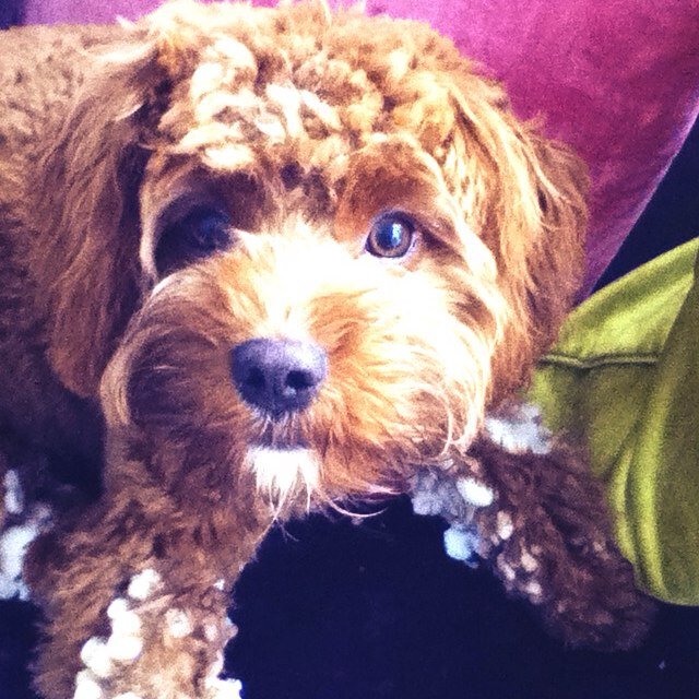 Just the average dog ...... on twitter!!