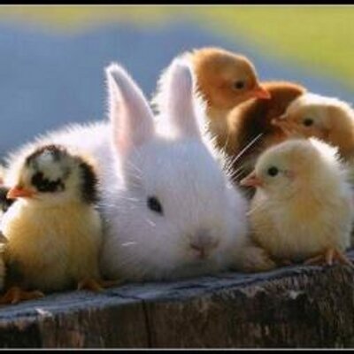 かわいい小動物bot Kawai Syodobutu Twitter