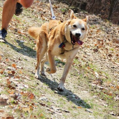 Canicross_sk's profile picture. http://t.co/Ui5DGCyHHd