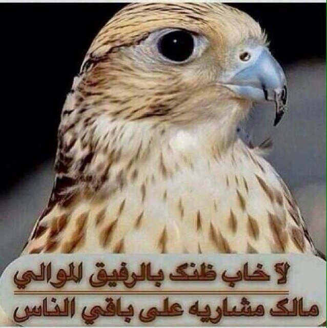 ‏كل ناقـص لا حكـى يمـدح فعولہ وكل واثق : عنـہّ فعولہ  . تكلـم