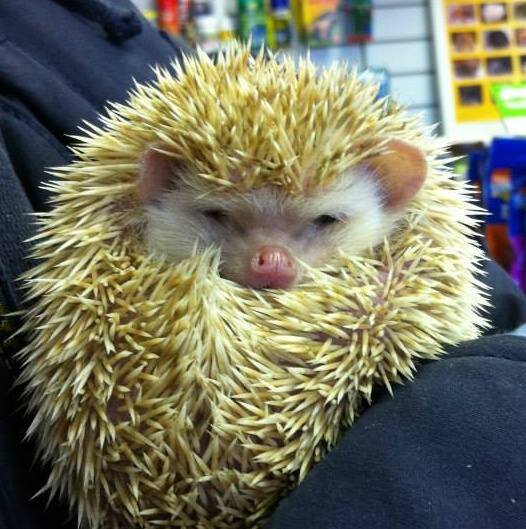 The Pet Shop with a difference,  selling Reptiles, Hedgehogs, Skinny Pigs, small furies, Giant Rabbits, Sugar Gliders, Chipmunks, small rodents and fish
