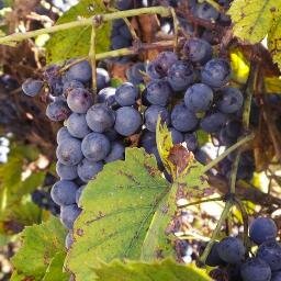 Tienda distribuidora de vinos y productos gourmet
