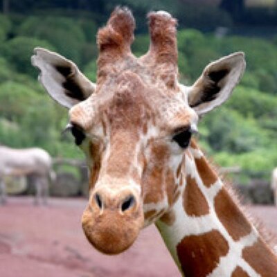 キリンちゃん☆さん専用 キリンさん