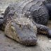 gator (@gatormtngator) Twitter profile photo gator (@gatormtngator) Twitter profile photo
