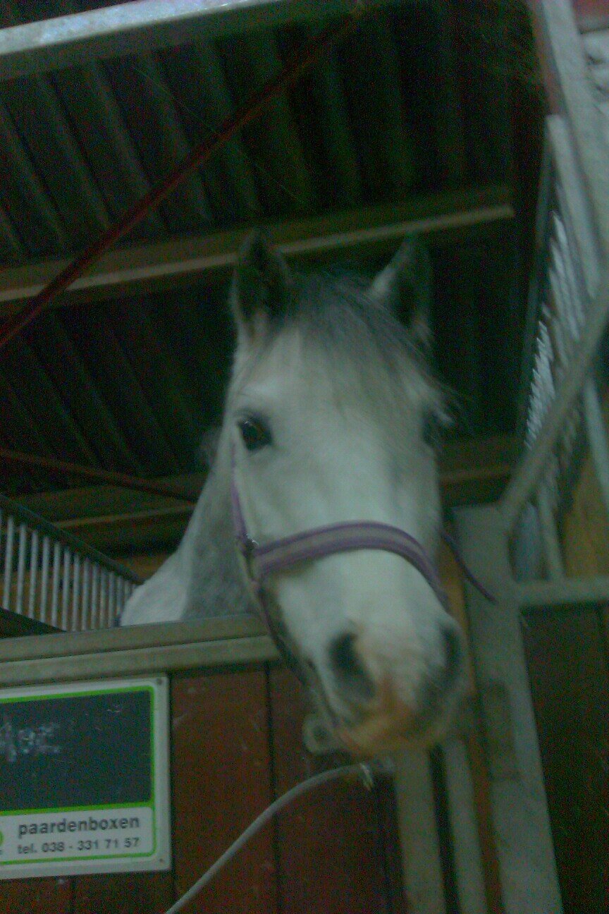 ♡ Horsesriding ♡ my lieve Mogooltjessx ♡ lachen ♡ mijn Cute Ho ndjee ♡ in het zadel ♡  loveyouuu'Xx smile ♡ Arizonaa!! ♡ my love Friends kim Romee & maaike ♡