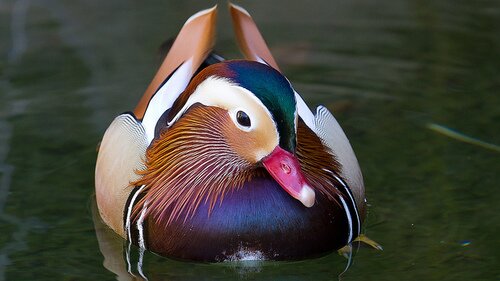 #DUCK #IFOLLOWBACK 100% !!!!!!!!!!!!!!! #ONEDIRECTION #JUSTINBIEBER #HARRYSTYLES #FOLLOWME #INSTAGRAM #THEWANTED #SELENAGOMEZ #CUMNMABOOTY #AMANDABYNES