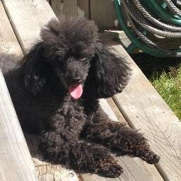 Blue male toy poodle November 18, 2009 - October 24, 2021. Halifax, Nova Scotia. I had a wonderful life that I wanted to last forever.