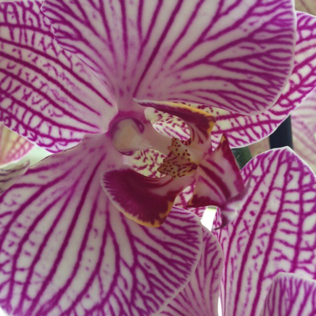 RisforRecovery's profile picture. Memoirs of a recovered/ing anorexic. There is hope. Choose recovery. #mentalhealth #ED #recovery