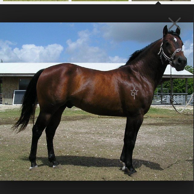 Horse racing lover