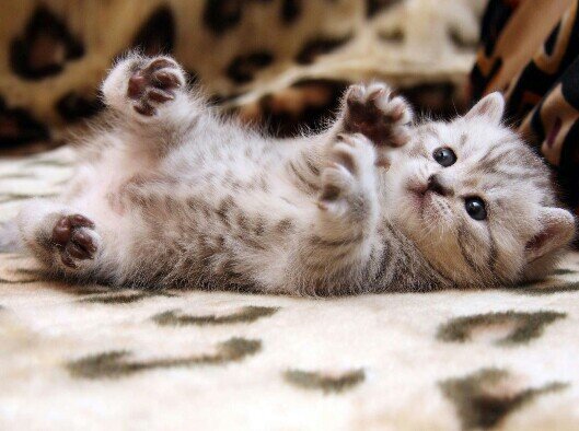 Xbox~ PuRe Kitty15