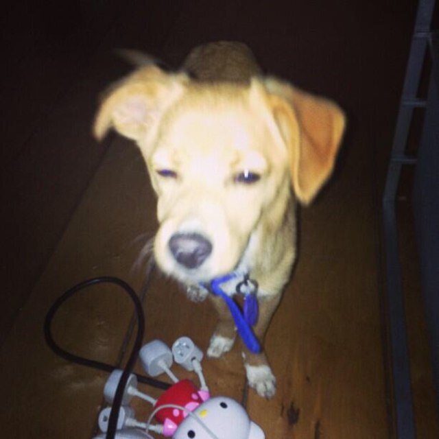 Coco_Ophelia's profile picture. Toulouse, Ophelia & Coco Grande here! :) Thanks for the supporting! #Toulouseopheliacoco