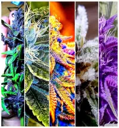 #BUDS #WEED #BLUNTS #BONGS #GIRLS weed associated page upload all you pictures of anything weed associated BONGS/BLUNTS/BUDS/STONER GIRLS