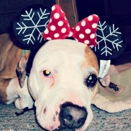 I'm a pit bull type girl doggy that loves to eat, sleep, lick, and play. Did I mention I like to eat? I also like making new friends! My mom is @mypawsitivepet