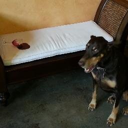 PasoWineGirl's profile picture. Just a girl and her dog in Paso Robles doing the wine thing!