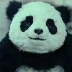 NixamAkhi's profile picture. Je suis un panda