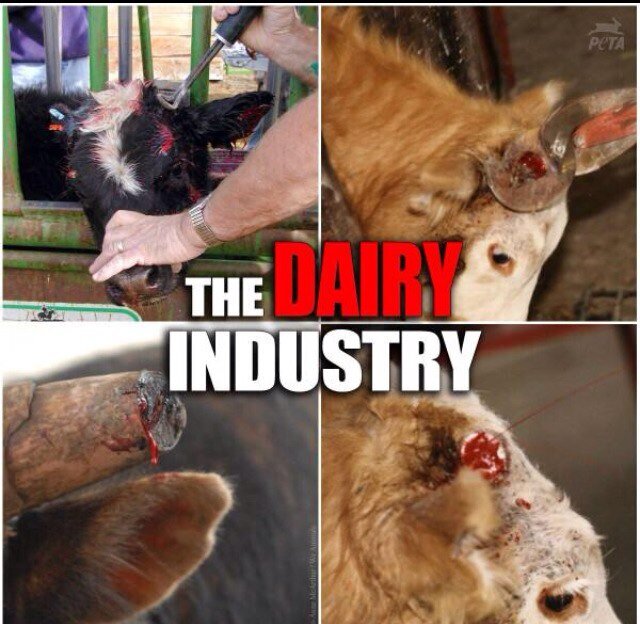 VeganMotiv's profile picture. It's hard to be Vegan! Sometimes we need to remember why we are doing it!