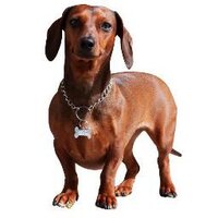 Olivia The Dachshund(@DachshundOlivia) 's Twitter Profile Photo