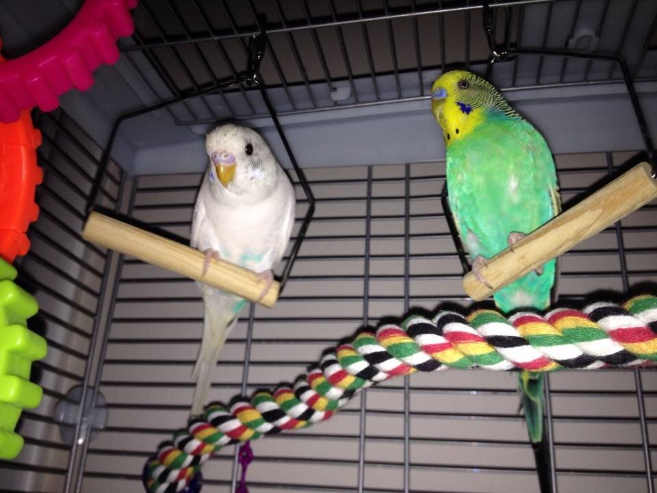 Budgie Love