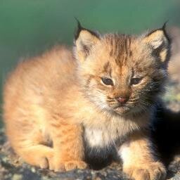 Loner, loves to adventure mountains. 2-3 days old. Very playful & is welcoming to others. Personality can change easily. #Shecat (looks like a Lynx)
