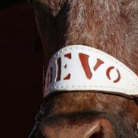 David Dodson (@doubleddave2000) 's Twitter Profile