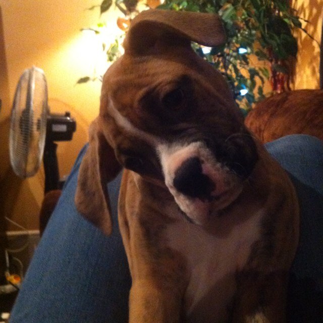 ABoxerDog's profile picture. I'm a Boxer dog from Northern Alberta, Canada. Born August 22 , 2013. These tweets are mine, disregard typos, cuz it's tough to type with paws.