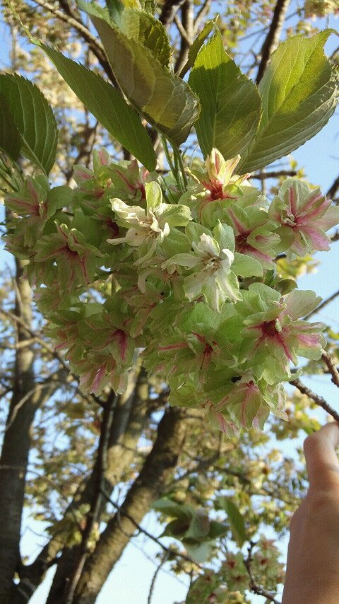 miyu_luv_koki's profile picture. 