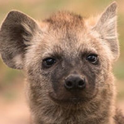 ハイエナさんbot Hyena 4ever Twitter ハイエナさんbot Hyena 4ever Twitter