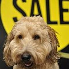 Your one-stop dog treat destination for dogs on special diets, dogs with food allergies, or if you're tired of searching for wholesome treats in big box stores.