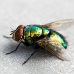 Amateur journalist with a few legs too many! That fly on the wall that brings you Vincy entertainment, news and cultural events! vincyflyonthewall@aol.com