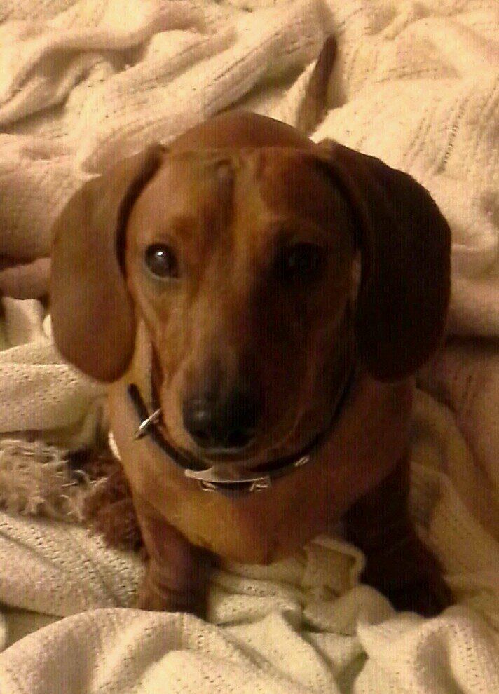 Rocky was born 11-9-12. He lives in Minnesota. He is a AKC Mini Dachshund.