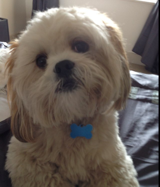 I like toy snakes, long walks and eating chicken. I hate wearing a coat.